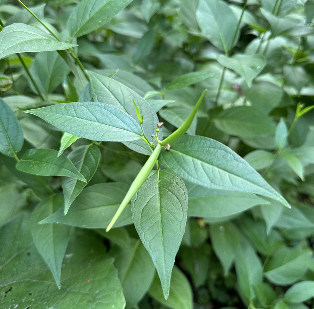 Dog strangling vine